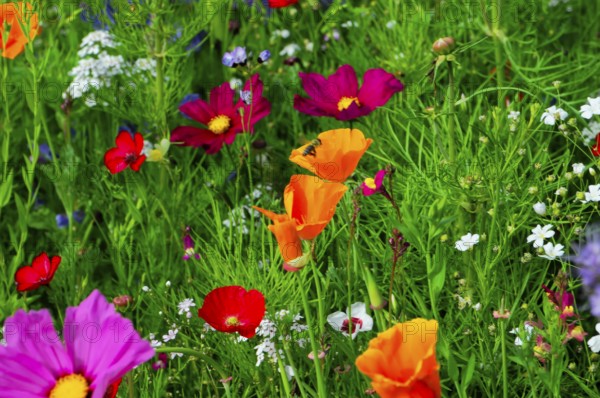 Flower meadow with colourful wildflowers and eye-catching orange flowers, Colourful flower meadow, Schwäbisch Gmünd, Baden-Württemberg, Germany
