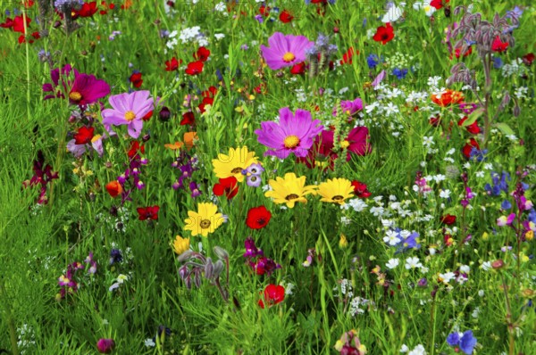 Colourful flower meadow with various wildflowers in vibrant colours, Bunte Blumenwiese, Schwäbisch Gmünd, Baden-Württemberg, Germany