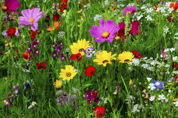 Ornamental basket, cosmea (Cosmea bipinnata), Colourful flowers, including pink and yellow blossoms, stand alive in a green meadow, Colourful flower meadow, Schwäbisch Gmünd, Baden-Württemberg, Germany