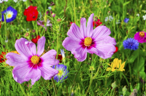 Ornamental basket, cosmea (Cosmea bipinnata), Two pink flowers stand prominently in front of a colourful and lively flower meadow, Bunte Blumenwiese, Schwäbisch Gmünd, Baden-Württemberg, Germany