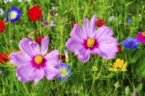 Ornamental basket, cosmea (Cosmea bipinnata), Two large pink flowers stand out amidst colourful blossoms in a green meadow, Colourful flower meadow, Schwäbisch Gmünd, Baden-Württemberg, Germany