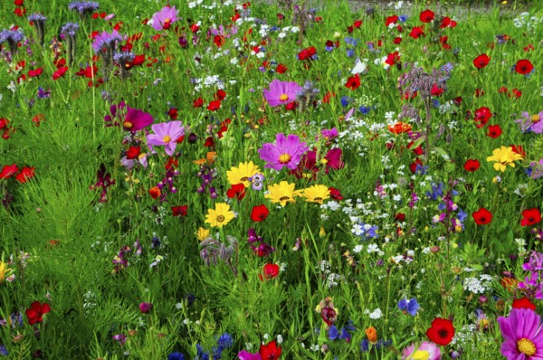 Vibrant and colourful flower meadow full of wild flowers, Bunte Blumenwiese, Schwäbisch Gmünd, Baden-Württemberg, Germany