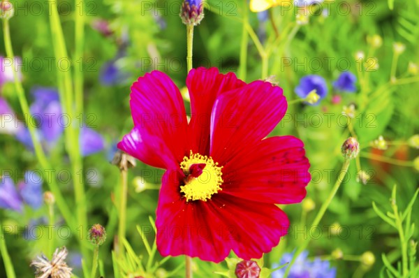 Cosmea bipinnata, A red flower with a yellow centre against a colourful, lively background, Colourful flower meadow, Schwäbisch Gmünd, Baden-Württemberg, Germany