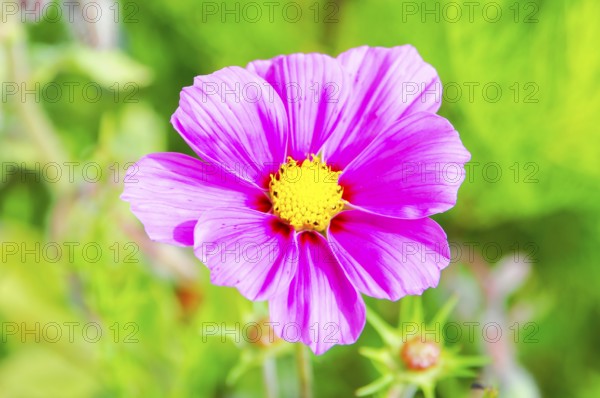 Ornamental basket, cosmea (Cosmea bipinnata), pink flower with yellow centre shows in front of a green, blurred background, colourful flower meadow, Schwäbisch Gmünd, Baden-Württemberg, Germany