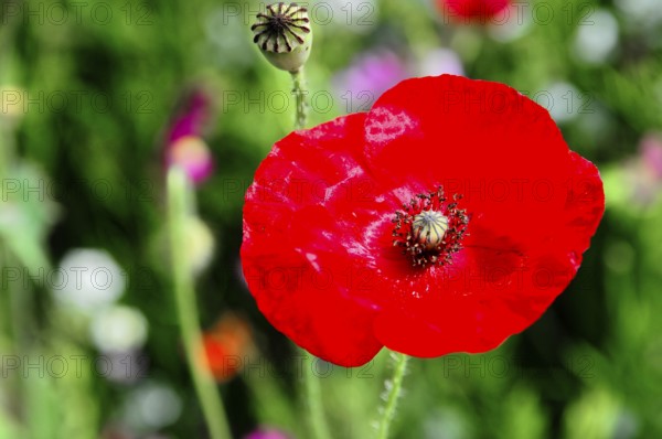 Corn poppy (Papaver rhoeas), A blooming red poppy in a vivid green background with a stand of buds, Colourful flower meadow, Schwäbisch Gmünd, Baden-Württemberg, Germany