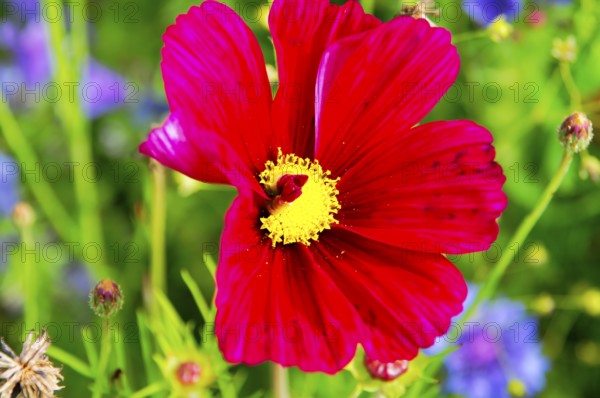 Ornamental basket, cosmea (Cosmea bipinnata), red flower with conspicuous yellow core in front of a colourful, blurred background, colourful flower meadow, Schwäbisch Gmünd, Baden-Württemberg, Germany
