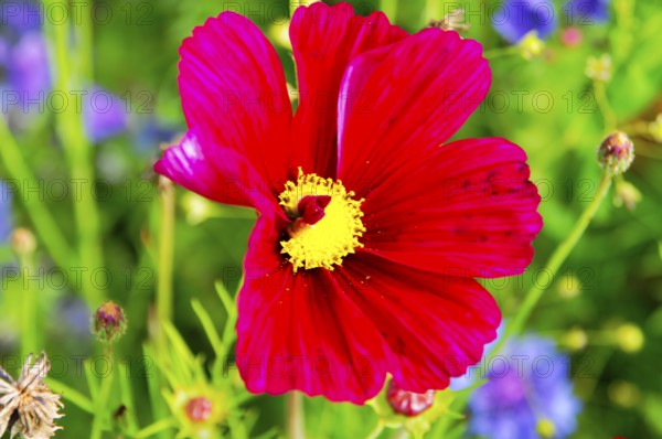 Ornamental basket, cosmea (Cosmea bipinnata), bright red flower with yellow centre in a colourful, natural setting, colourful flower meadow, Schwäbisch Gmünd, Baden-Württemberg, Germany