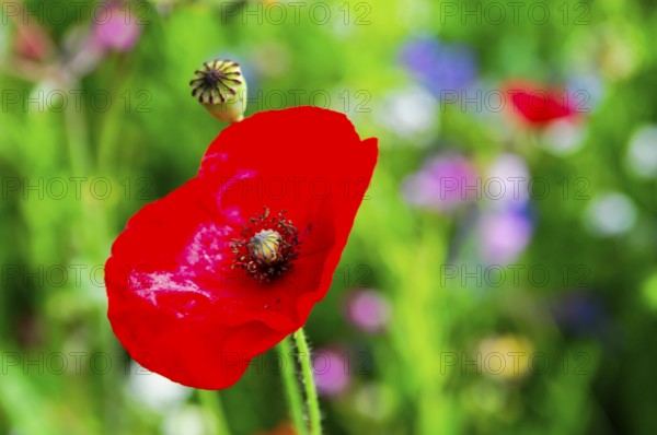 Corn poppy (Papaver rhoeas), Red poppy stands out in constant green, surrounded by blurred background, Colourful flower meadow, Schwäbisch Gmünd, Baden-Württemberg, Germany