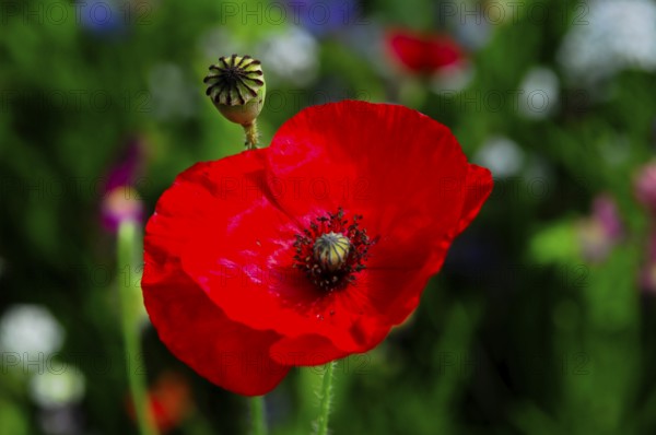 Corn poppy (Papaver rhoeas), Bright red poppy against a blurred green background in a summery environment, Colourful flower meadow, Schwäbisch Gmünd, Baden-Württemberg, Germany