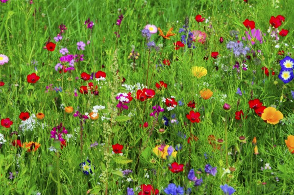 A lush meadow full of colourful and blooming flowers with green foliage, Bunte Blumenwiese, Schwäbisch Gmünd, Baden-Württemberg, Germany