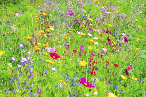 A field of blooming wildflowers in vibrant colours and green grass, Bunte Blumenwiese, Schwäbisch Gmünd, Baden-Württemberg, Germany