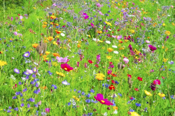 A blooming field full of colourful wildflowers and green meadow, Bunte Blumenwiese, Schwäbisch Gmünd, Baden-Württemberg, Germany