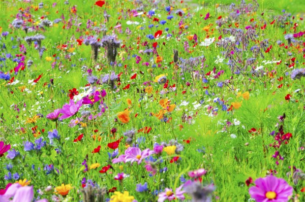 A lively flower meadow full of colourful, blooming wildflowers, Bunte Blumenwiese, Schwäbisch Gmünd, Baden-Württemberg, Germany