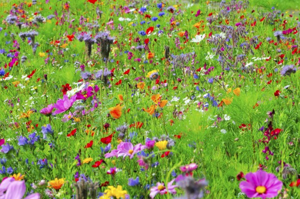 A colourful field of vibrant wildflowers in full bloom, Bunte Blumenwiese, Schwäbisch Gmünd, Baden-Württemberg, Germany