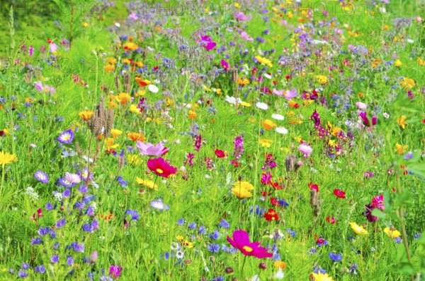 A diverse selection of colourful flowers on a green meadow, Bunte Blumenwiese, Schwäbisch Gmünd, Baden-Württemberg, Germany