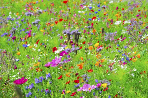 A sea of colourful wildflowers spreads across the green meadow, Bunte Blumenwiese, Schwäbisch Gmünd, Baden-Württemberg, Germany