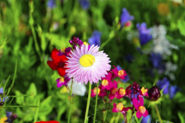 Single pink daisy between colourful meadow flowers, Colourful flower meadow, Schwäbisch Gmünd, Baden-Württemberg, Germany