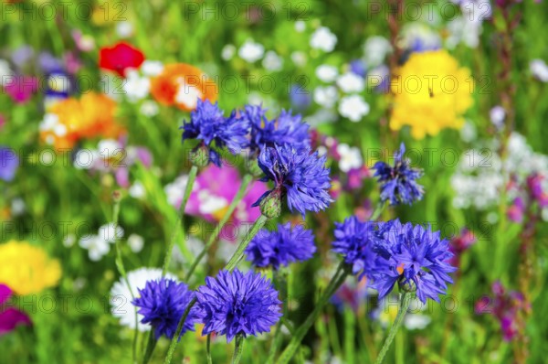 Purple cornflowers in a colourful wild flower field, Bunte Blumenwiese, Schwäbisch Gmünd, Baden-Württemberg, Germany