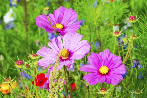Ornamental basket, cosmea (Cosmea bipinnata), pink cosmos flowers in a lush flower field, colourful flower meadow, Schwäbisch Gmünd, Baden-Württemberg, Germany