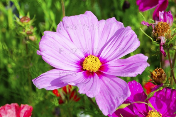 Ornamental basket, cosmea (Cosmea bipinnata), large pink cosmea flower in the foreground amidst green vegetation, colourful flower meadow, Schwäbisch Gmünd, Baden-Württemberg, Germany