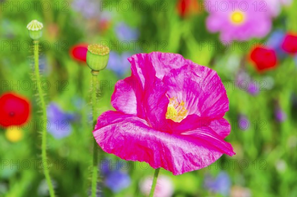 Corn poppy (Papaver rhoeas), Bright pink poppy against a blurred background, focussed inflorescence, Colourful flower meadow, Schwäbisch Gmünd, Baden-Württemberg, Germany