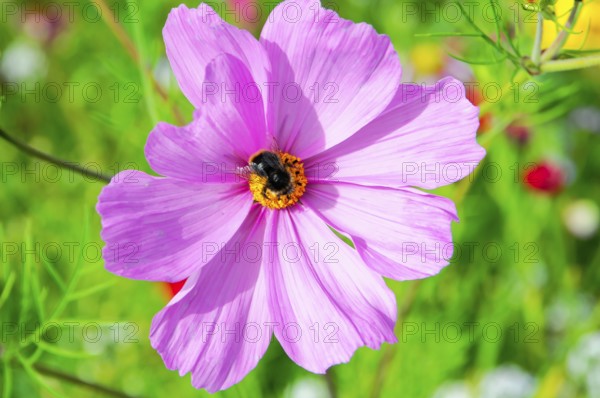 Cosmea bipinnata, pink flower with bee in blooming summer garden, colourful flower meadow, Schwäbisch Gmünd, Baden-Württemberg, Germany