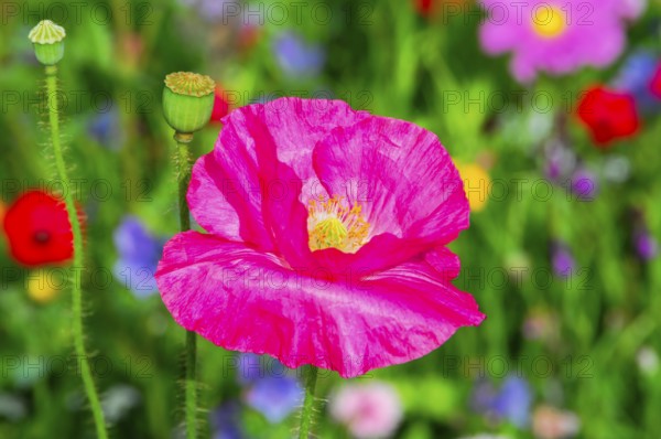 Corn poppy (Papaver rhoeas), Bright pink poppy in front of a colourful and blurred flower background, Colourful flower meadow, Schwäbisch Gmünd, Baden-Württemberg, Germany
