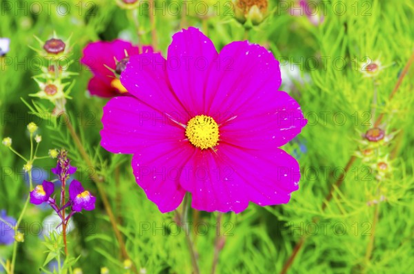 Ornamental basket, cosmea (Cosmea bipinnata), bright pink cosmos flower amidst lush greenery, colourful flower meadow, Schwäbisch Gmünd, Baden-Württemberg, Germany