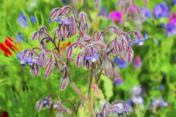 Borage blossoms in a lush field of flowers against a blurred background, Colourful flower meadow, Schwäbisch Gmünd, Baden-Württemberg, Germany