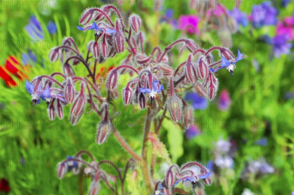 Borage blossoms in a lush field of flowers against a blurred background, Colourful flower meadow, Schwäbisch Gmünd, Baden-Württemberg, Germany