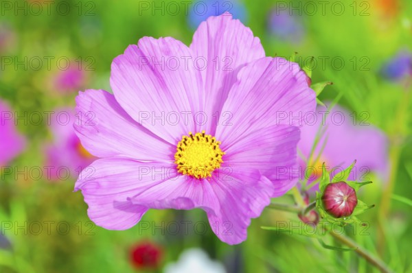 Cosmea bipinnata, pink cosmos flower with bud in summer garden, colourful flower meadow, Schwäbisch Gmünd, Baden-Württemberg, Germany