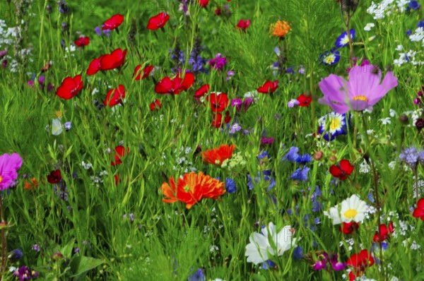 Various colourful flowers on a green, lively spring meadow, Bunte Blumenwiese, Schwäbisch Gmünd, Baden-Württemberg, Germany