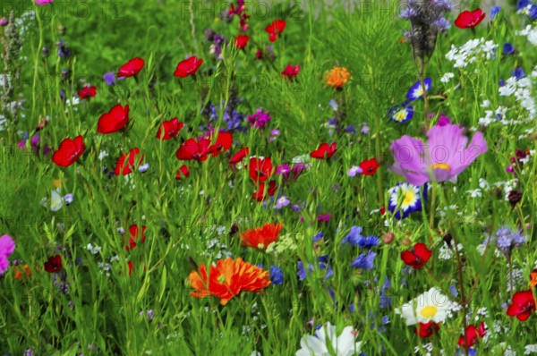 Colourful wildflowers spread across a green, fresh meadow, Colourful flower meadow, Schwäbisch Gmünd, Baden-Württemberg, Germany
