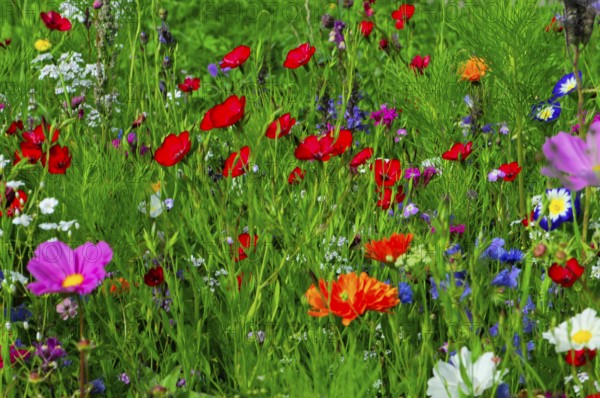 Various colourful flowers stand on a lively, green meadow, Bunte Blumenwiese, Schwäbisch Gmünd, Baden-Württemberg, Germany