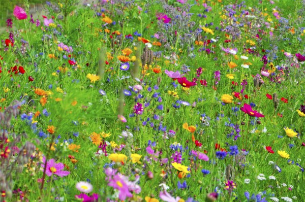 A sea of different colourful flowers on a green meadow, Bunte Blumenwiese, Schwäbisch Gmünd, Baden-Württemberg, Germany