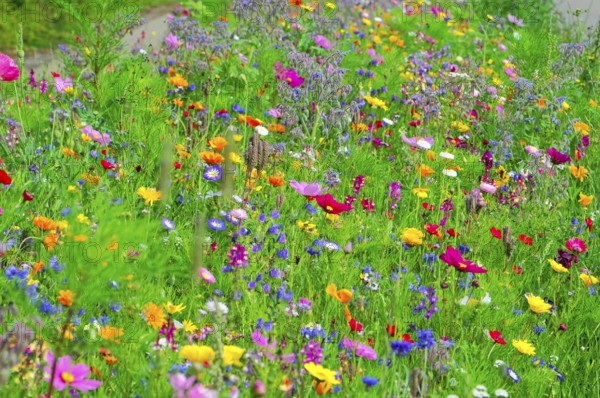 Various colourful wildflowers spread vividly across a green meadow, Colourful flower meadow, Schwäbisch Gmünd, Baden-Württemberg, Germany