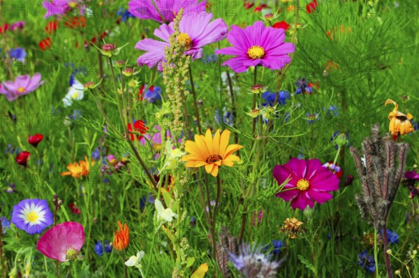Ornamental basket, cosmea (Cosmea bipinnata), Colourful wildflowers standing close together in a green meadow, Colourful flower meadow, Schwäbisch Gmünd, Baden-Württemberg, Germany