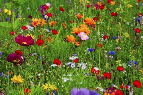 Colourful spring flowers on a lively meadow with lots of greenery, Bunte Blumenwiese, Schwäbisch Gmünd, Baden-Württemberg, Germany