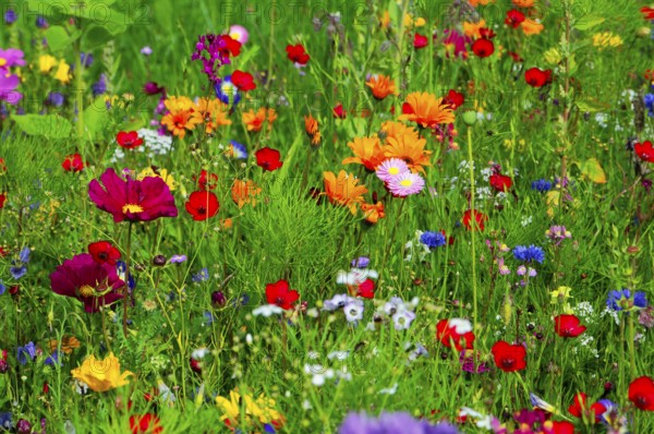 Vibrant wildflower meadow with colourful flowers and green vegetation, Colourful flower meadow, Schwäbisch Gmünd, Baden-Württemberg, Germany