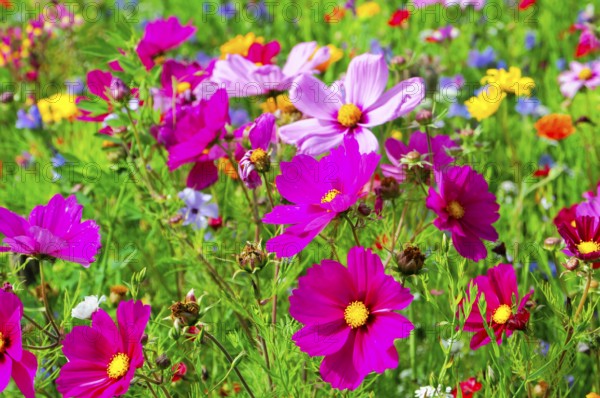 Ornamental basket, cosmea (Cosmea bipinnata), vibrant flowers in pink and purple with yellow accents on a green meadow, colourful flower meadow, Schwäbisch Gmünd, Baden-Württemberg, Germany