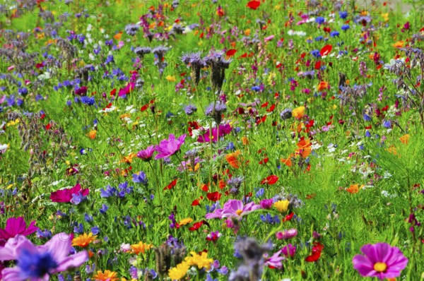 Colourful flower meadow in summer with different flower colours and green grasses, Bunte Blumenwiese, Schwäbisch Gmünd, Baden-Württemberg, Germany