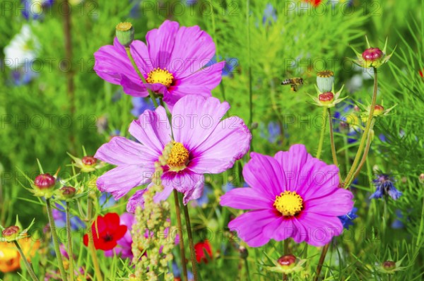 Ornamental basket, cosmea (Cosmea bipinnata), close-up of pink flowers and a bee in a green meadow in spring, colourful flower meadow, Schwäbisch Gmünd, Baden-Württemberg, Germany