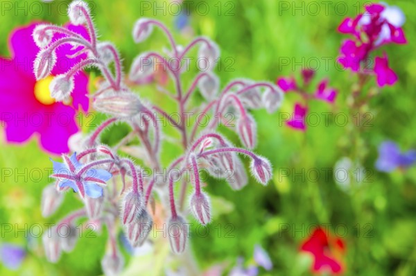 Fluffy borage buds in a lively flowering meadow, Bunte Blumenwiese, Schwäbisch Gmünd, Baden-Württemberg, Germany
