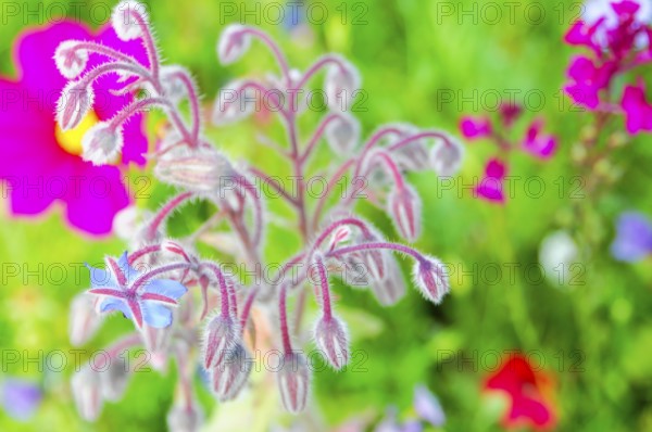 Borage flowers with fluffy stems, lively in a green meadow, Colourful flower meadow, Schwäbisch Gmünd, Baden-Württemberg, Germany