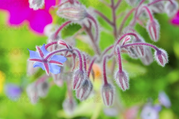 Blue-pink borage flowers with fluffy stems, summery atmosphere, colourful flower meadow, Schwäbisch Gmünd, Baden-Württemberg, Germany