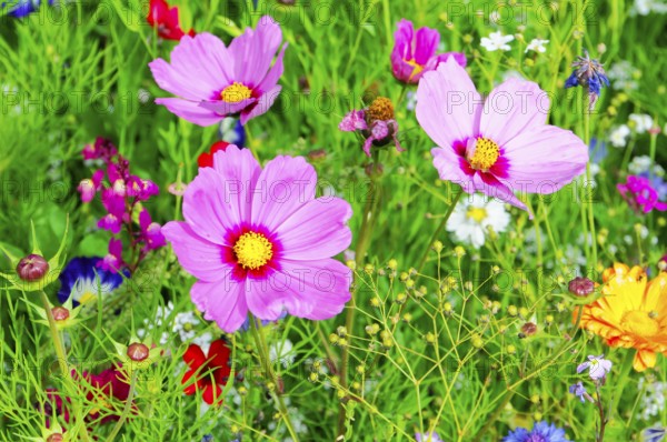 Ornamental basket, cosmea (Cosmea bipinnata), Three pink flowers with yellow centres stand out in a lively, natural meadow, Colourful flower meadow, Schwäbisch Gmünd, Baden-Württemberg, Germany