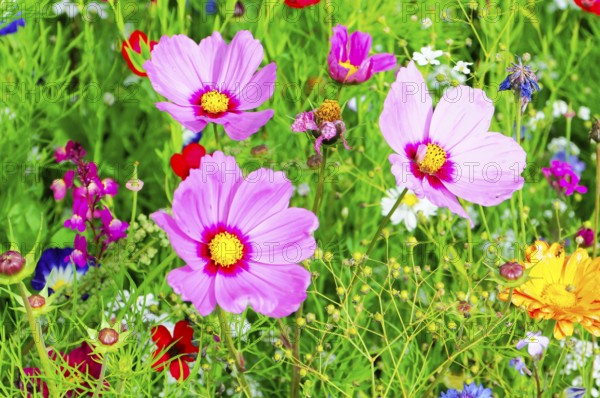Cosmea bipinnata, several pink flowers with yellow centres blooming wildly in a cheerfully colourful garden, colourful flower meadow, Schwäbisch Gmünd, Baden-Württemberg, Germany