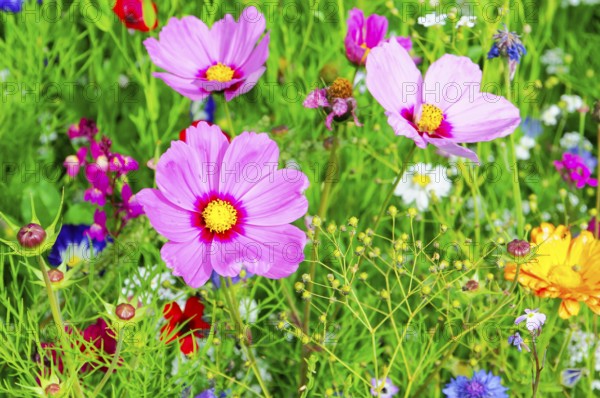 Ornamental basket, cosmea (Cosmea bipinnata), Delicate pink flowers with a yellow centre in the middle of a lively flowering meadow landscape, Colourful flower meadow, Schwäbisch Gmünd, Baden-Württemberg, Germany