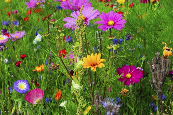 Ornamental basket, cosmea (Cosmea bipinnata), Colourful wildflowers surrounded by lush greenery in a lively meadow, Colourful flower meadow, Schwäbisch Gmünd, Baden-Württemberg, Germany