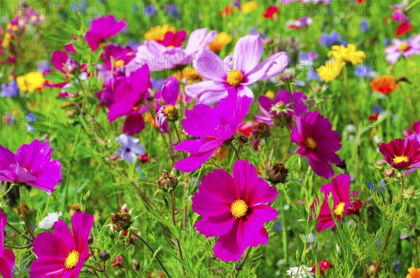 Ornamental basket, cosmea (Cosmea bipinnata), vibrant flowers in pink and purple with yellow accents on a green meadow, colourful flower meadow, Schwäbisch Gmünd, Baden-Württemberg, Germany